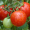 Fresh Valley Tomatoes