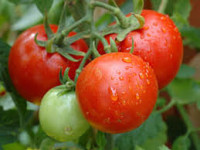 Fresh Valley Tomatoes